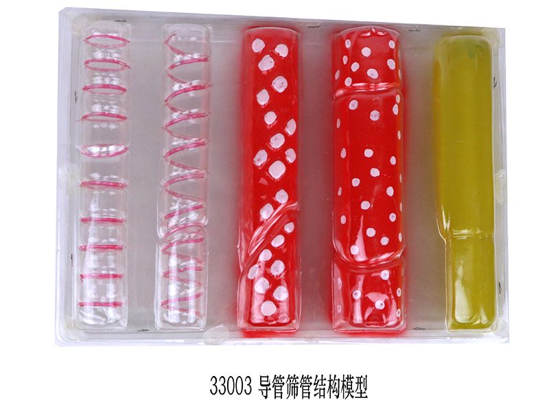導管篩管結構（gòu）模型（xíng）