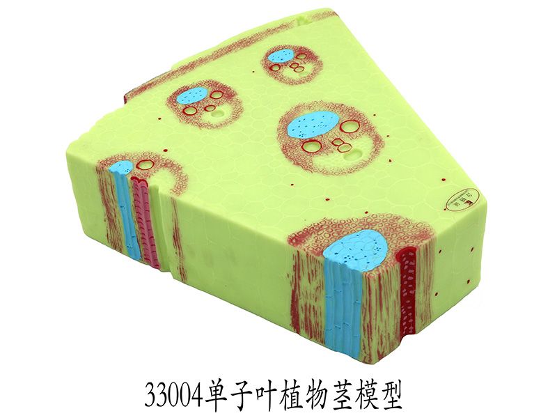 單子葉植物莖模型