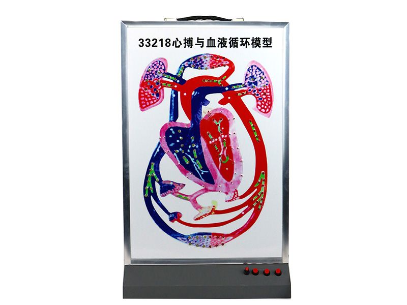 心搏與血液循環模型