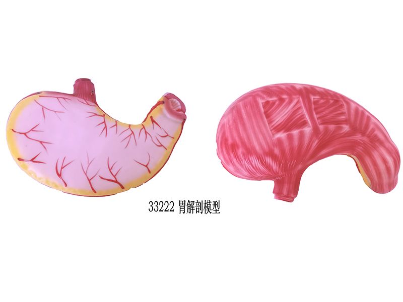 胃解（jiě）剖模型（xíng）