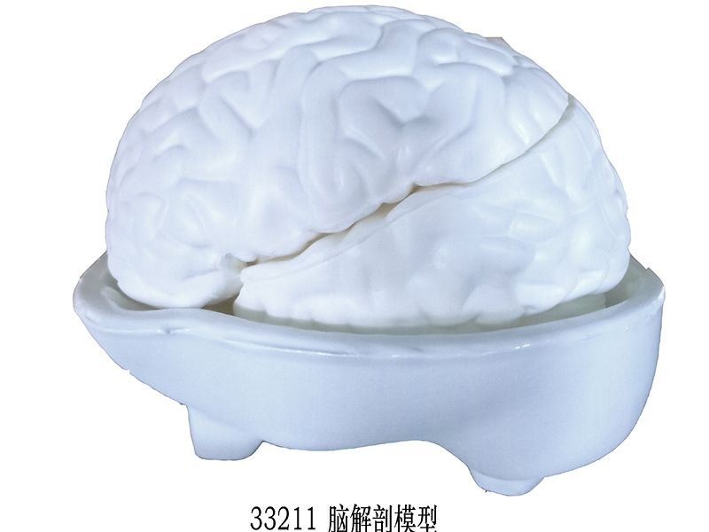 腦解剖（pōu）模型