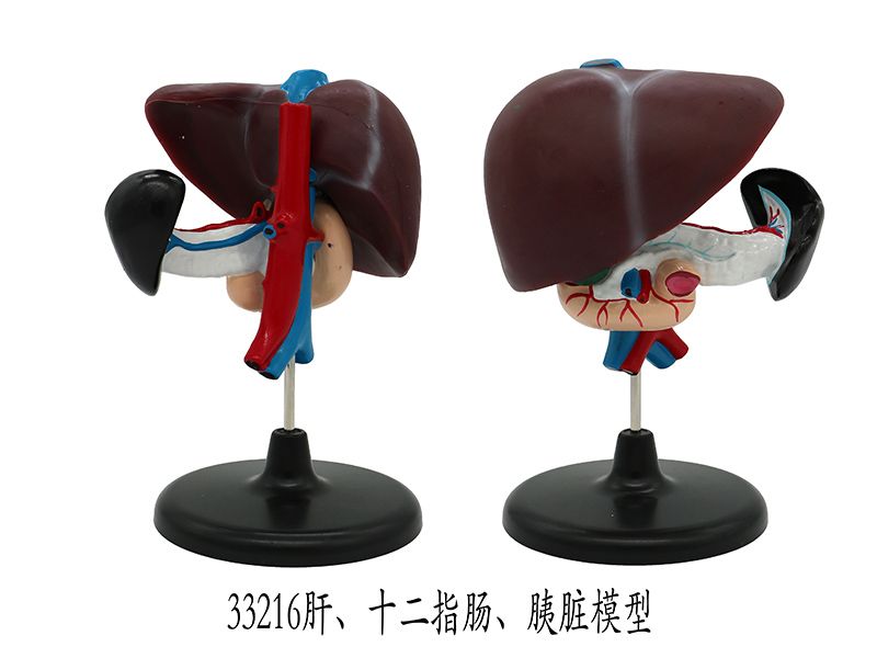 肝、十二（èr）指腸、胰髒模型
